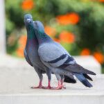 Mơ Thấy Chim Bồ Câu Đánh Số Mấy? Giải Mã Chi Tiết Và Gợi Ý Con Số May Mắn